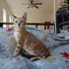 Savannah Kittens F5 For Sale