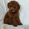 Female Toy Poodle, 12 weeks 