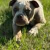 Iris - gorgeous available female olde English Bulldogge puppy