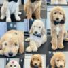 Reduced ADORABLE Goldendoodle puppies