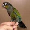 Handfed Crimson Belly Conure Babies