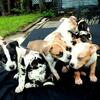 XL Bully’s Fully Vaccinated 