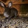 Flemish rabbit with pedigree 