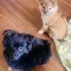 Cutest Pomchi Puppies for sale