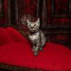 F5 Savannah girl kitten for sale shipping available