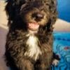 Sweet Bernedoodle Puppies