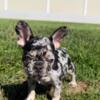 Merle Pure Bred French Bulldog Puppies 2 Female and 1 Male Available!