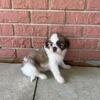 Teddy bear puppies