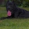 6 month female cane corso pup available at discounted rate