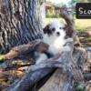 Toy Aussie-doodle puppies to good homes