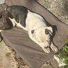 10 Month Old Puppies