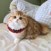TICA registered cattery located in New York