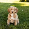 AKC Mini Poodle female and male puppies in Indiana