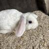 Mini Plush Lop Bunnies with a Rex Coat