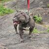 Female pocket bully