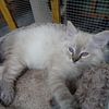 Ragdoll kittens Lynks point     , ready now for their new homes