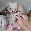 Absolutely gorgeous, adorable, and loving baby Mal-Shi puppies needing a loving forever home