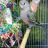 Bourkes Parakeet - Normal male