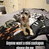 Cockapoo