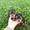 ACA Male puppies Euro bloodline