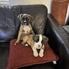 Boxer Puppies