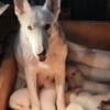 Female n male white German shepherd pups  