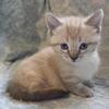 Munchkin