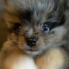 Merle pomeranian puppies