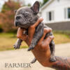 blue velvet big rope AKC french bulldog male 5000