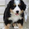 Ricky Male Bernedoodle