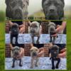 Cane Corso Puppies for sale