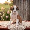 AKC Flashy Boxer Puppy (Brooklyn) *Reserved*
