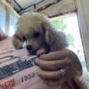 Toy poodle male pup registered