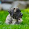 Presa Canario Puppies