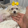 Maltese female