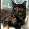 MAINE COON FEMALE RUSSIAN IMPORT RETIRED AND WAITING FOR YOU