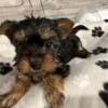 Yorkie puppies for sale