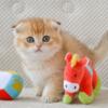 NEW Elite Scottish fold kitten from Europe with excellent pedigree, male. David