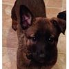 German Shepherd x Belgian Malinois -Service or protection trainable!