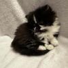 Pending  ( short legs ) munchkin READY NOW. Reduced price.