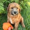 Wheaten terrier/Miniature poodle mix puppies Whoodles!