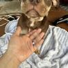 Chocolate Girl Bully