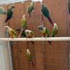 Green Cheek Conures