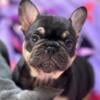 Rex - black and tan AKC French Bulldog puppy