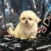 Maltese male puppy 