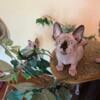 Sphynx kitten male available