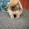 Holland lop bunnies for sale