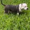 American bully sweet girl