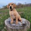 DUE: Sept 28th AKC Yellow Labrador Puppies! OFA Excellent! Hunting Bloodlines, Health & Vet, DNA Tested!