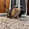 kittens!